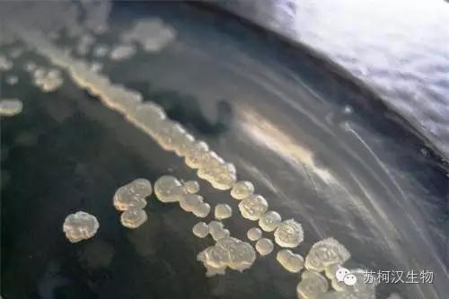 枯草芽孢桿菌