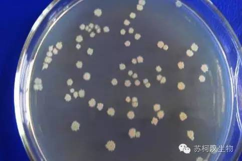 枯草芽孢桿菌