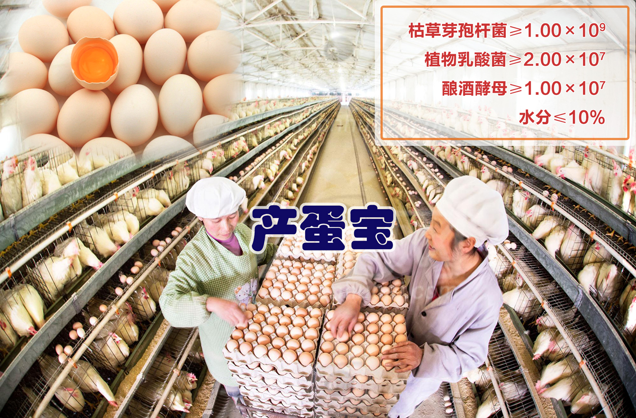 蛋雞專用菌 產(chǎn)蛋寶提高蛋雞產(chǎn)量